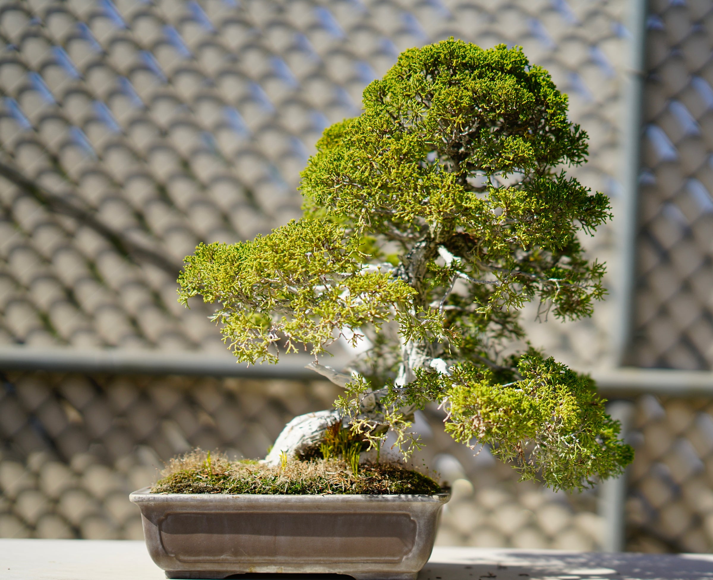 Home | Chikugo- En Bonsai