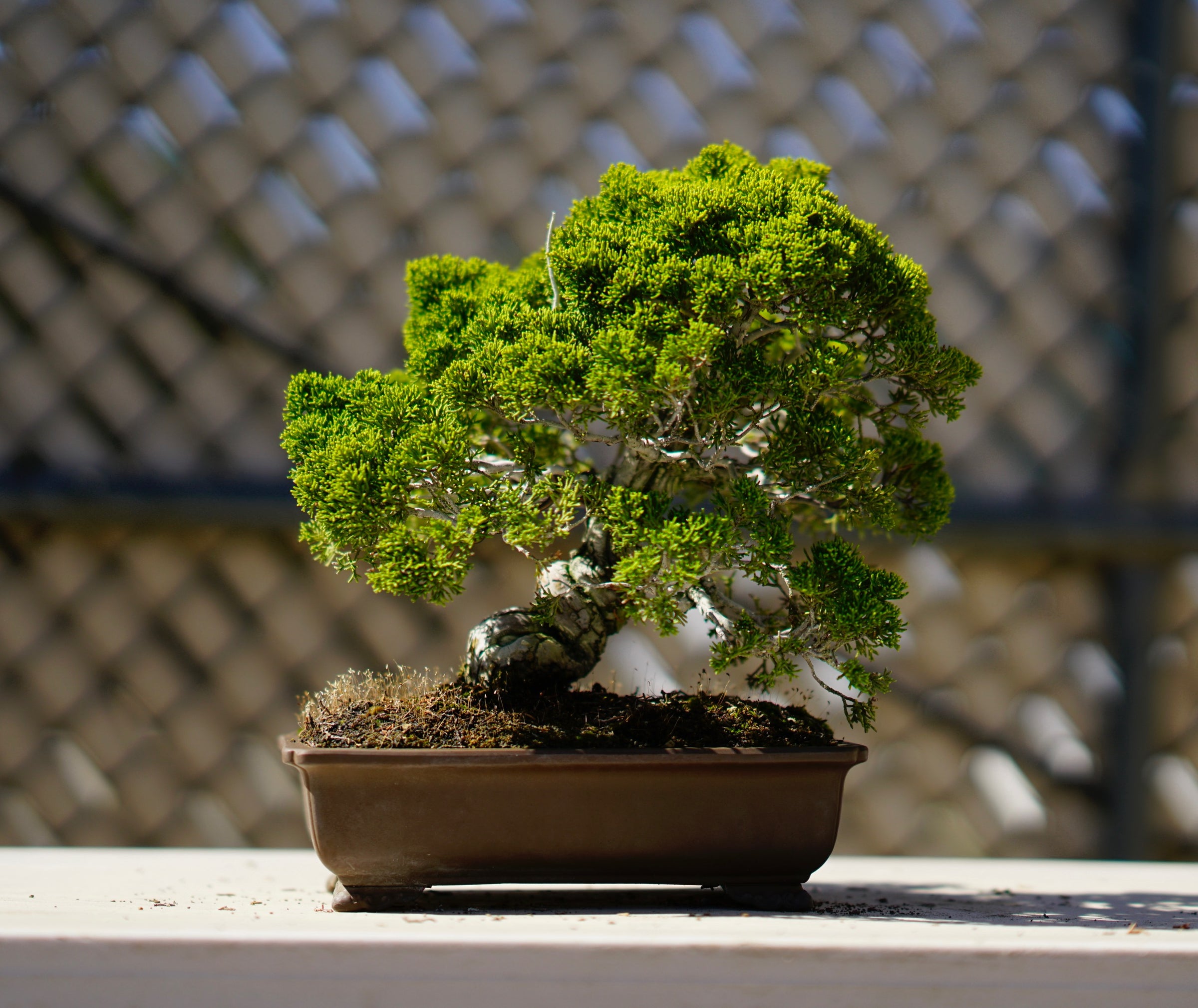 Home | Chikugo- En Bonsai