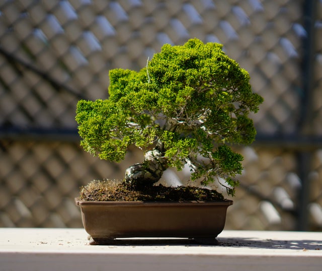 Chikugo- En Bonsai