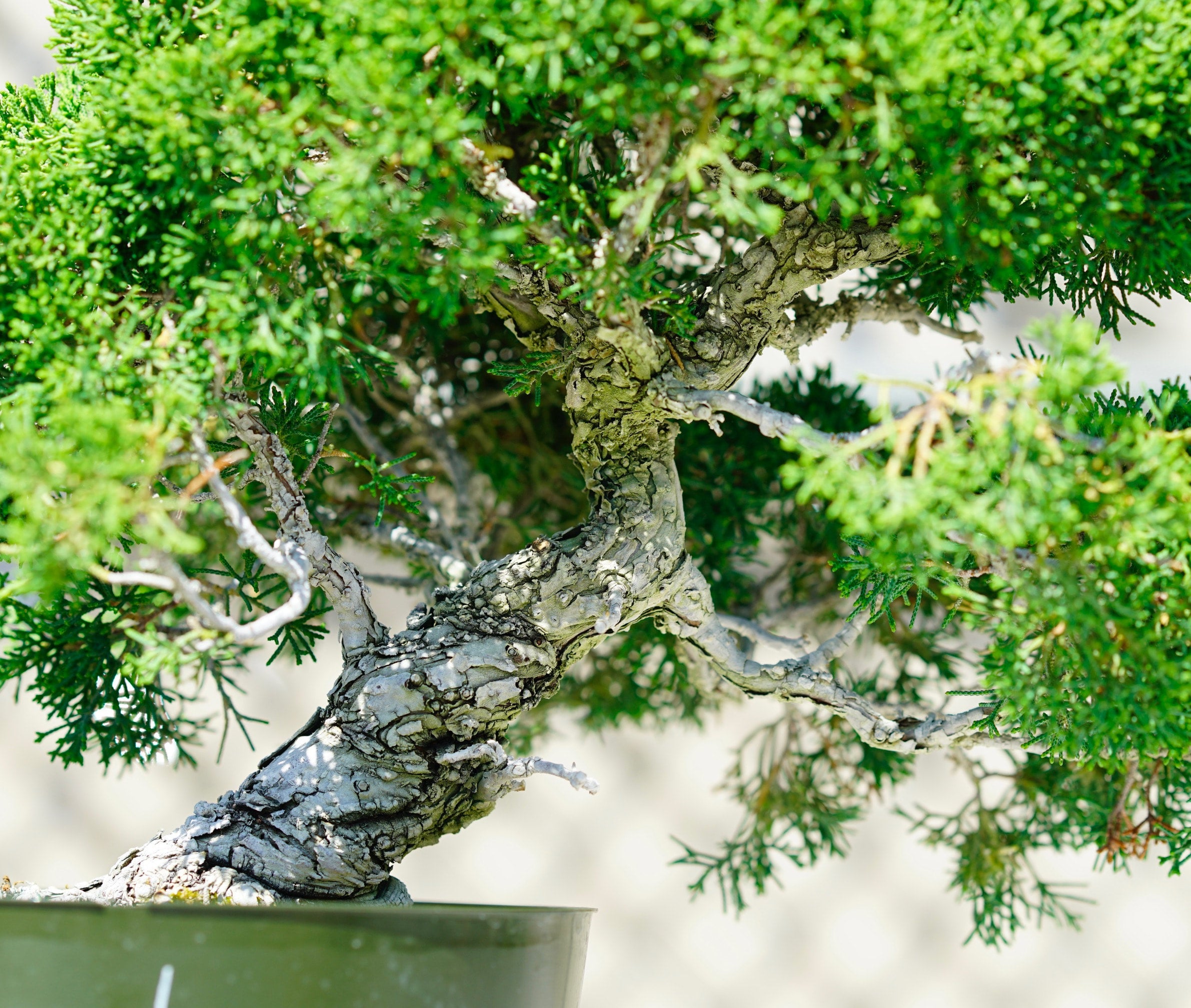 Grafted Kishu Shimpaku - Pre Bonsai K11 | Chikugo- En Bonsai