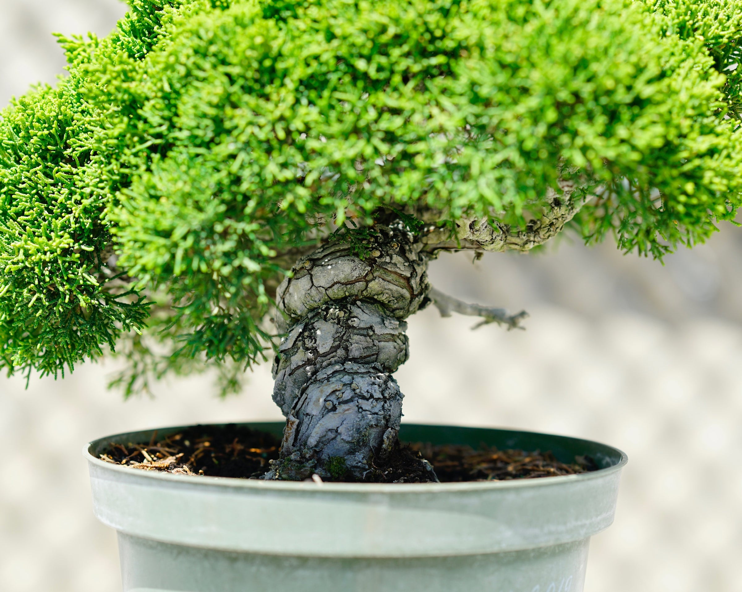 Grafted Kishu Shimpaku - Pre Bonsai K13 | Chikugo- En Bonsai