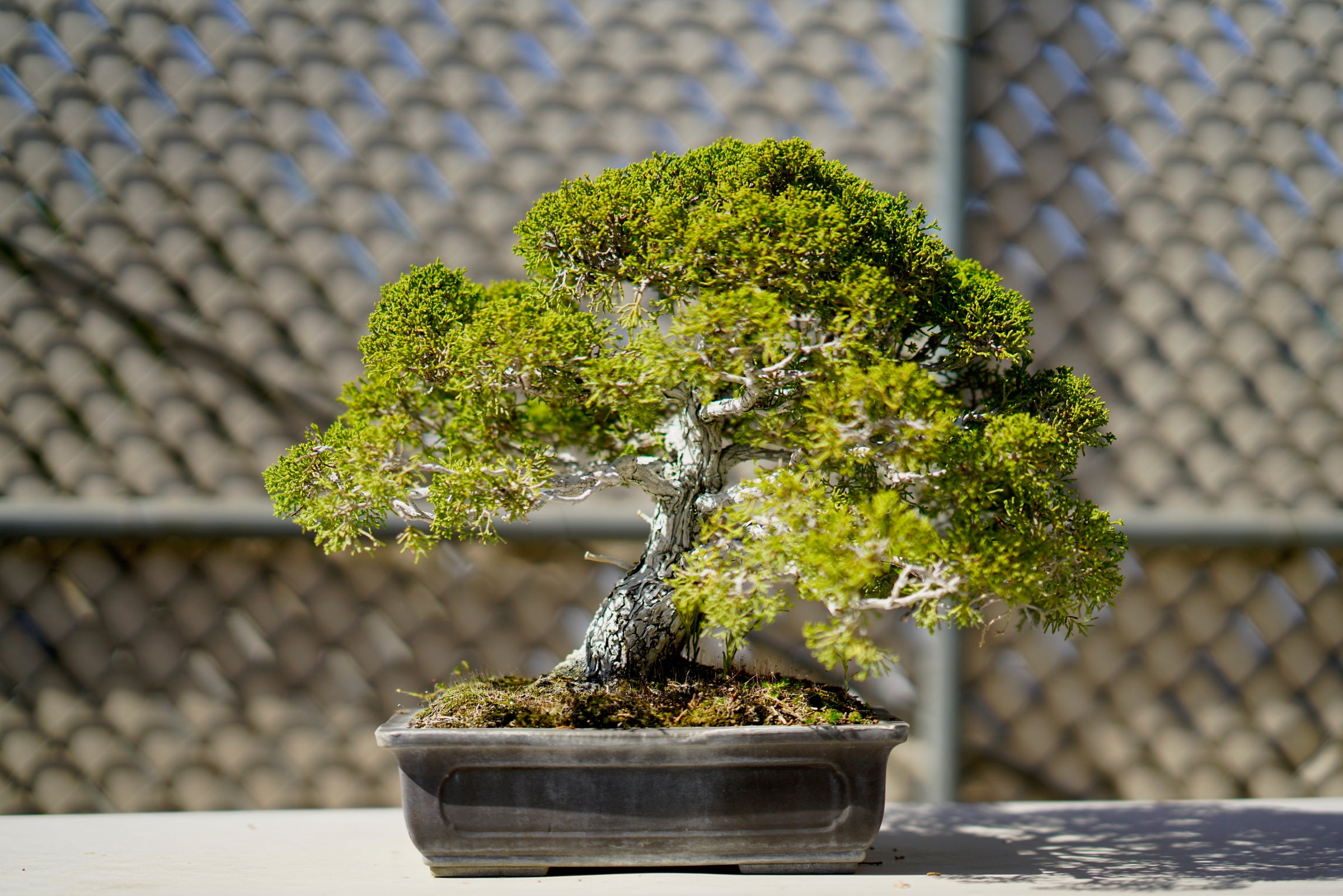 indoor moss plant Seliganella Moss Light Green Plant BELLAVINTAGEHOME